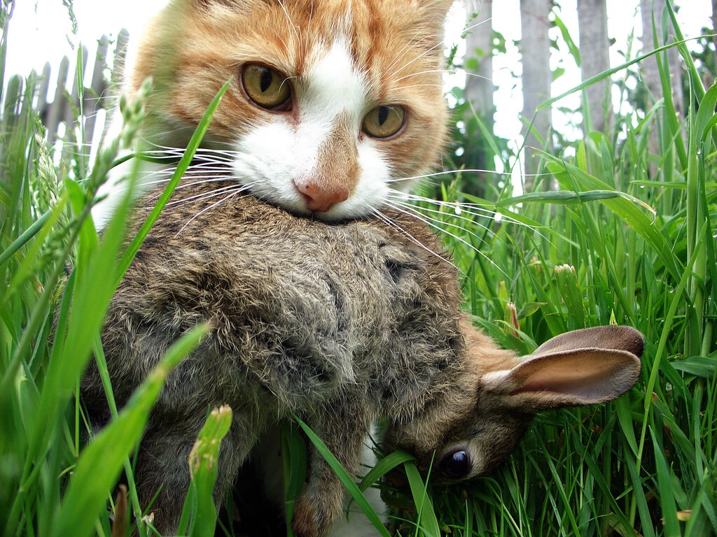 Feral cat with rabbit prey.